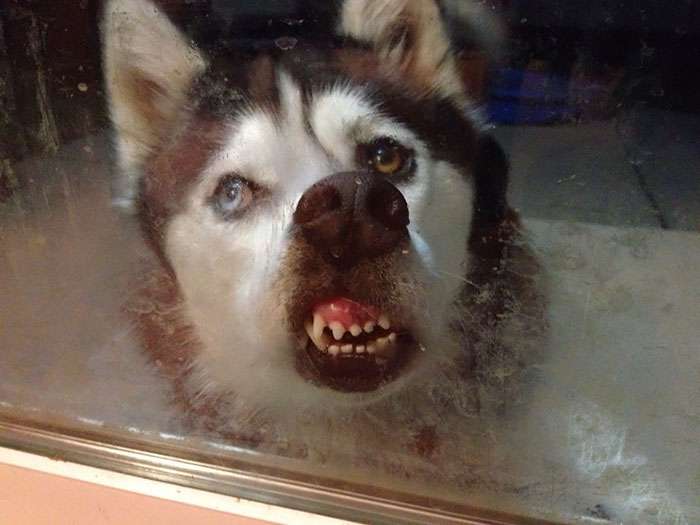 《画像》笑える動物の写真