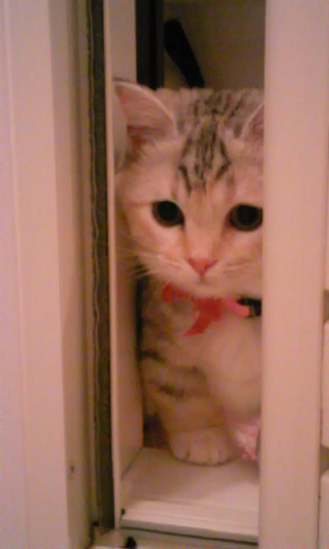 平和な人が集まるトピ