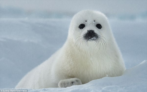 動物界で赤ちゃんが1番かわいいのってなんですかね？？