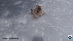 雪と動物たちの画像