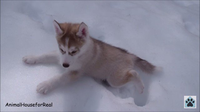 生後7ヶ月のハスキーが雪を初体験！おおはしゃぎで遊ぶ様子が可愛すぎる♪ | ANIMALive