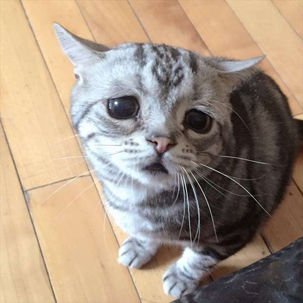 情けない顔の画像を貼るトピ