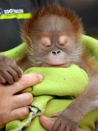 動物界で赤ちゃんが1番かわいいのってなんですかね？？