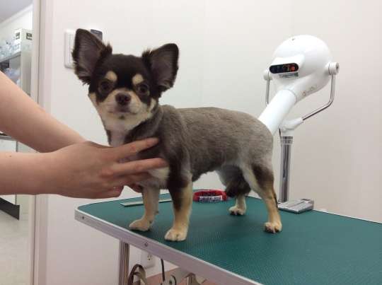 トリミング中にチワワ転落死　飼い主が340万円の損害賠償を求めて店を提訴