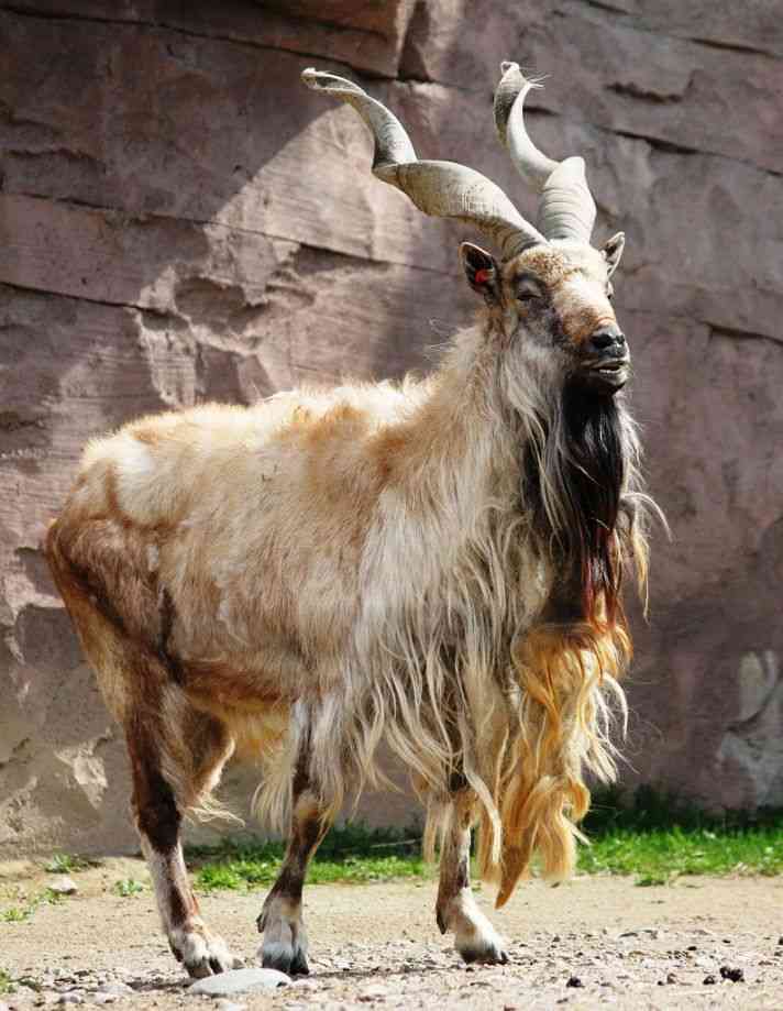 定番じゃない動物画像を貼ろう
