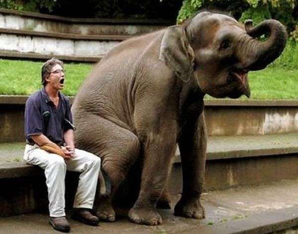 【画像】人間臭い動物鑑賞会