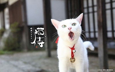 『猫侍』 好きな人