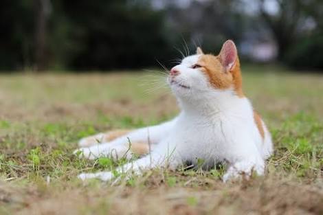 猫の好きな柄