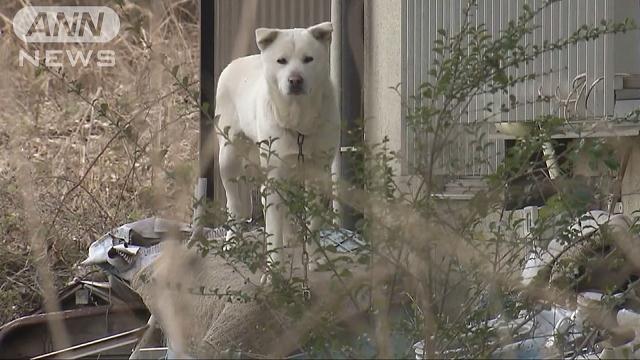 「犬の放し飼いするな」注意受け逆上して“刺す”