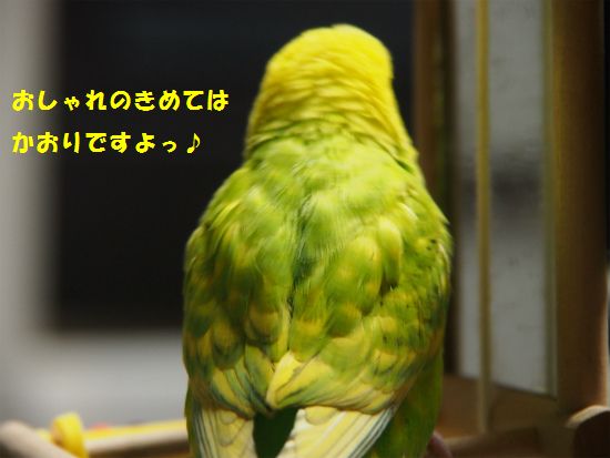 鳥が好きな人!