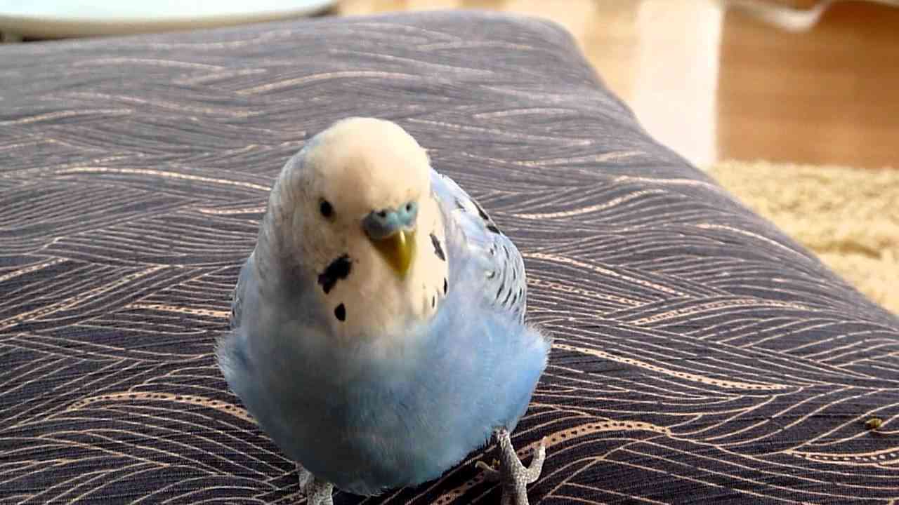 しゃべりながら踊りだすセキセイインコのめいこちゃん - YouTube