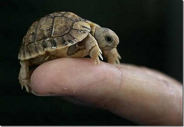 定番じゃない動物画像を貼ろう