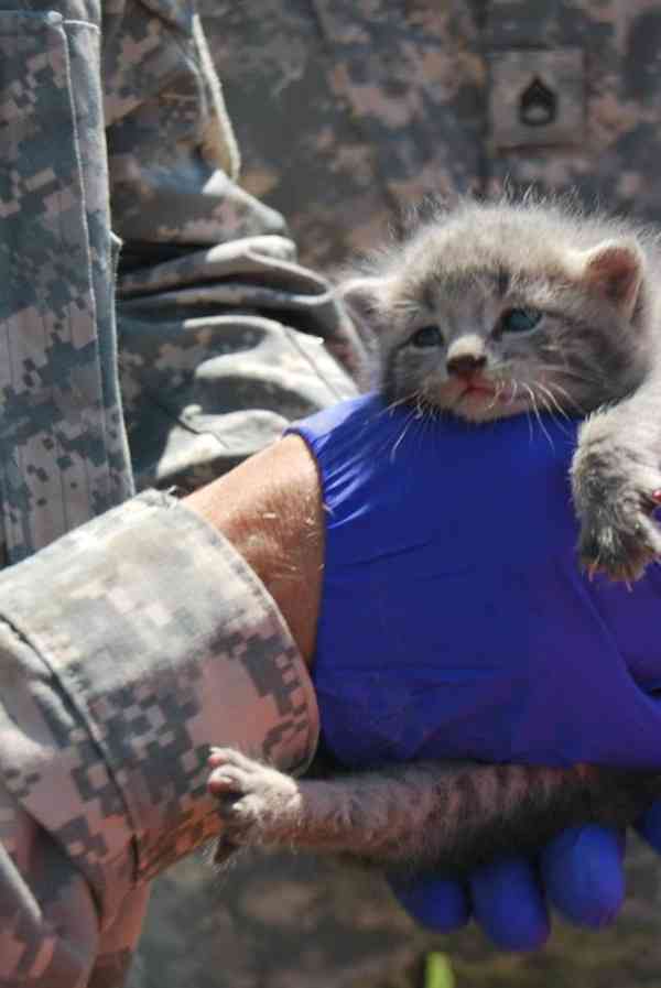 ヘリに閉じ込められた猫、米軍兵士にミルクをもらいながら救出される