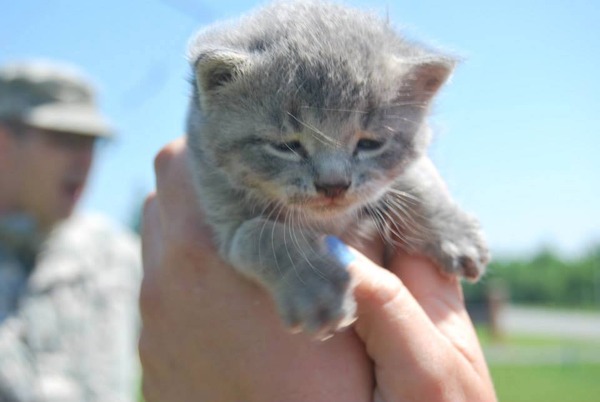 ヘリに閉じ込められた猫、米軍兵士にミルクをもらいながら救出される