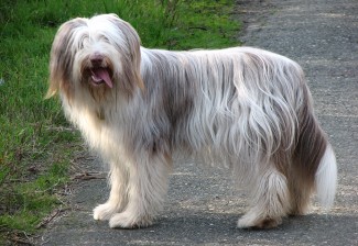 また洋画の吹き替え風に話さない？