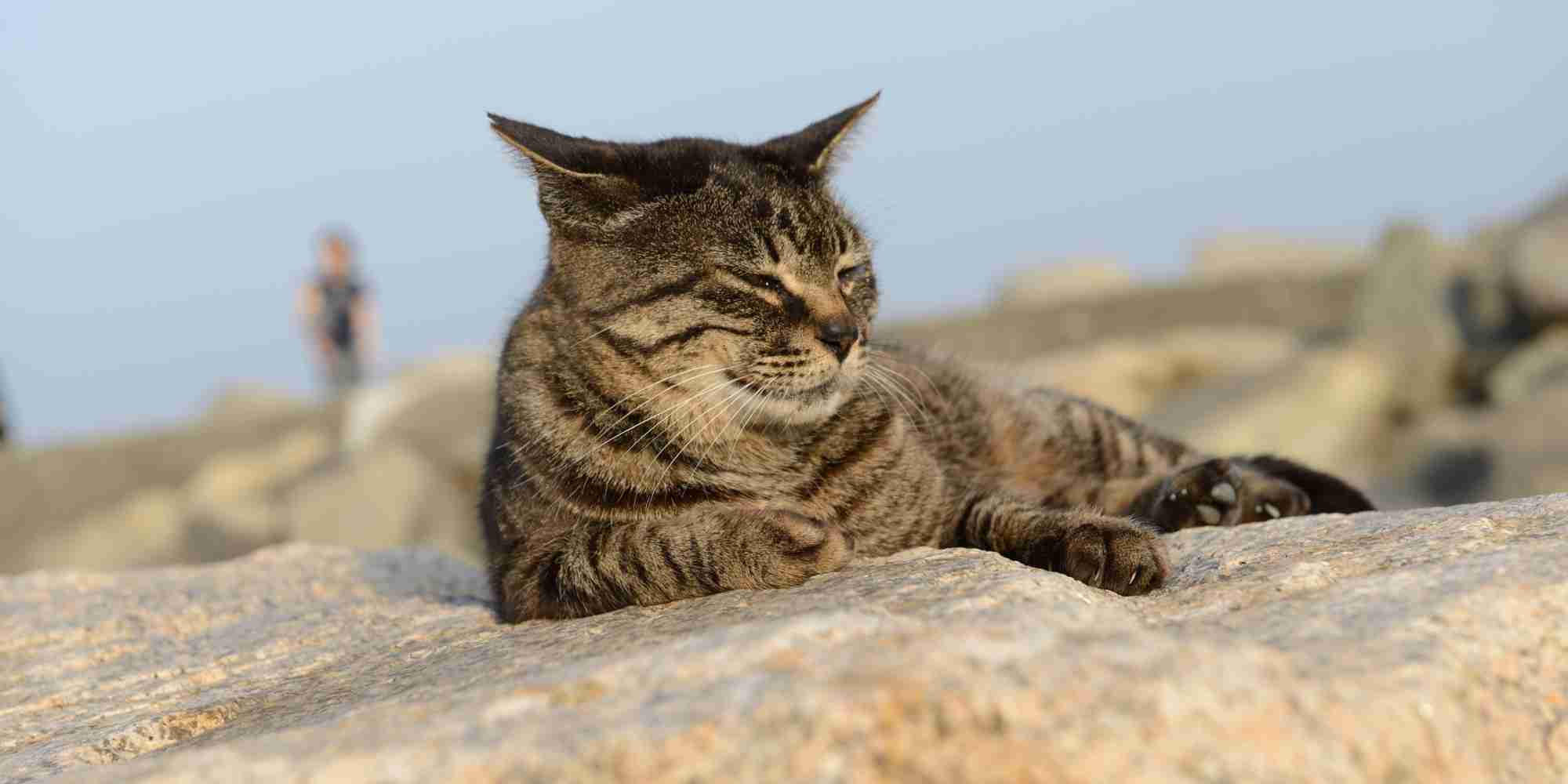 猫200万匹を殺処分へ　オーストラリアで何が起きた？
