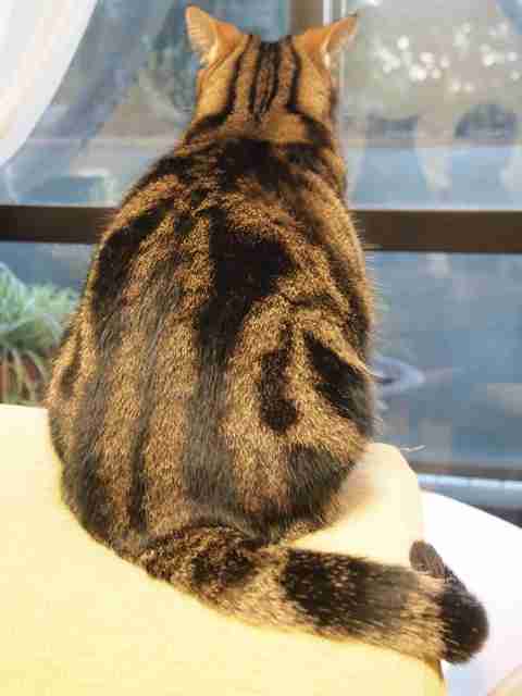 動物のかわいい後頭部画像ください