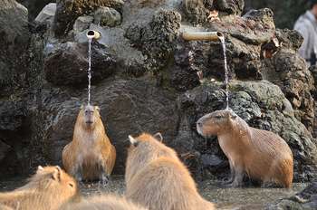 【画像】人間臭い動物鑑賞会