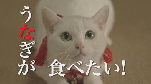 『猫侍』 好きな人