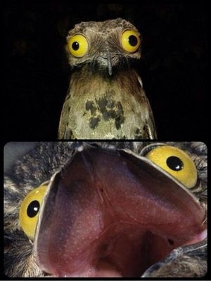 鳥が好きな人!