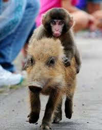 定番じゃない動物画像を貼ろう