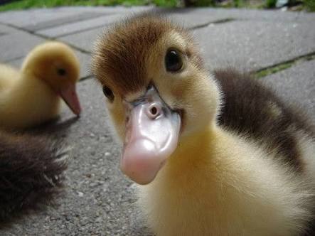 どアップの画像貼るトピ。