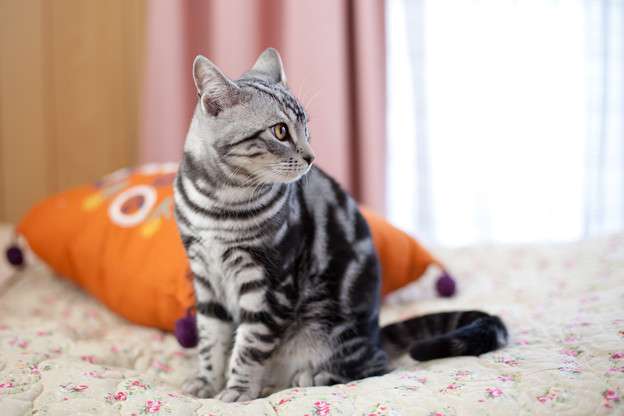 猫の好きな柄