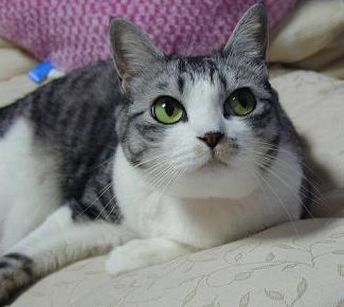 猫の好きな柄