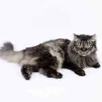 サイベリアンは猫アレルギーが出にくいって本当！？ | 猫専門病院の猫獣医による猫BLOG nekopedia ネコペディア