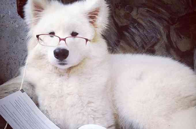 【画像】人間臭い動物鑑賞会