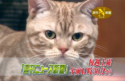テレ東のニュース番組のアイドル猫「まーご」が自由すぎる　