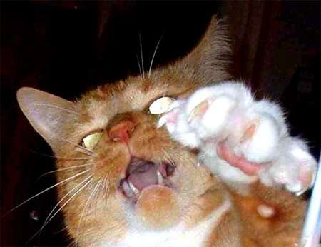 猫好きで猫アレルギーの人！！