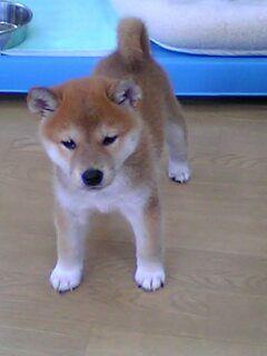 和の画像が集まるトピ