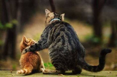 【画像】人間臭い動物鑑賞会