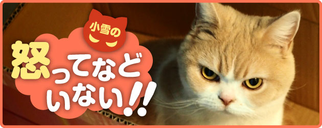【画像】ダークサイドに堕ちたような眼差しを持つネコが話題に