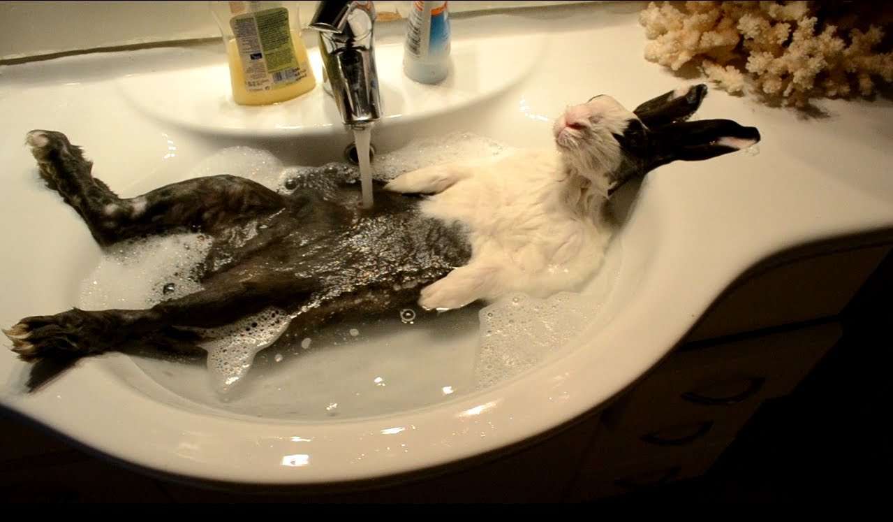 【画像】人間臭い動物鑑賞会
