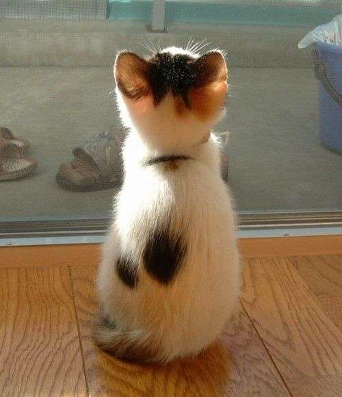 動物のかわいい後頭部画像ください