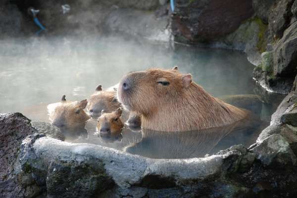 定番じゃない動物画像を貼ろう
