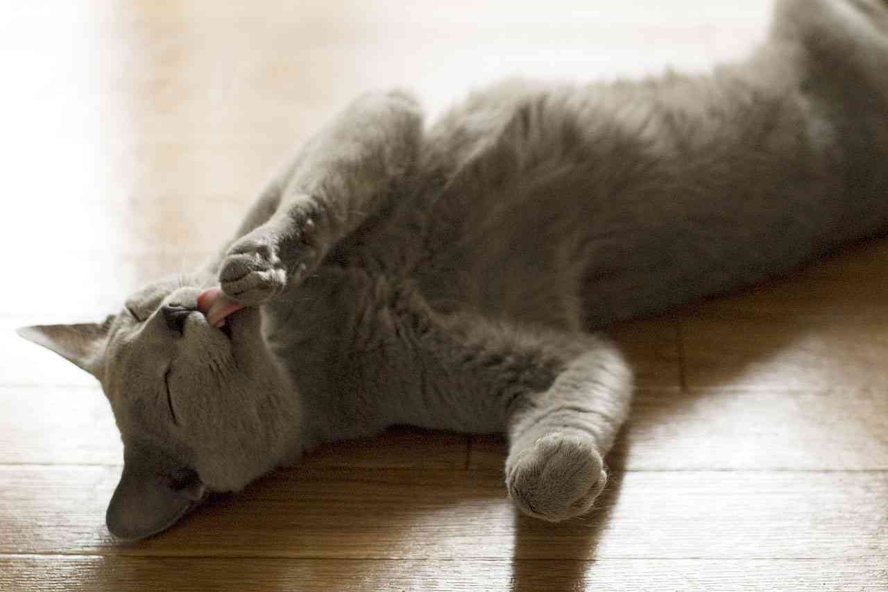 猫の好きな柄