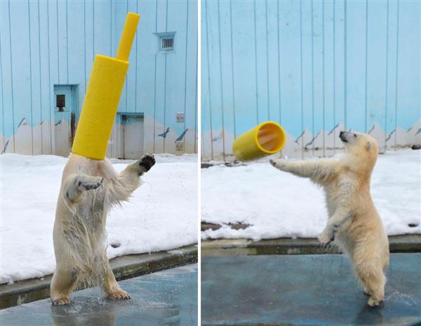 【画像】人間臭い動物鑑賞会