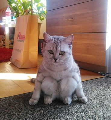 【画像】人間臭い動物鑑賞会
