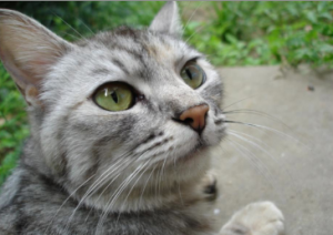 猫の好きな柄