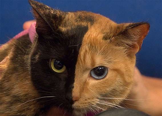 2つの顔を持つキメラな猫。顔半分がまったく違う柄の猫、ヴィーナスさんの謎に迫る : カラパイア