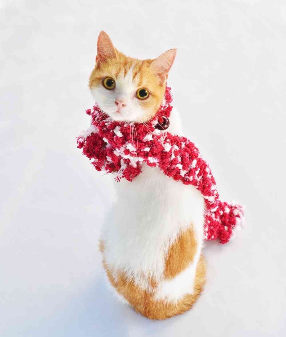 猫派ですか？犬派ですか？