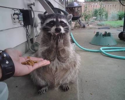 【画像】人間臭い動物鑑賞会
