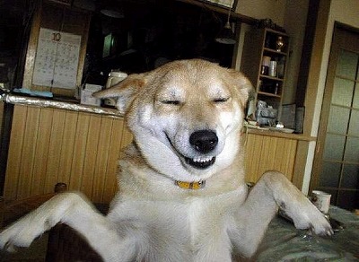 ブサかわ犬好きな方。