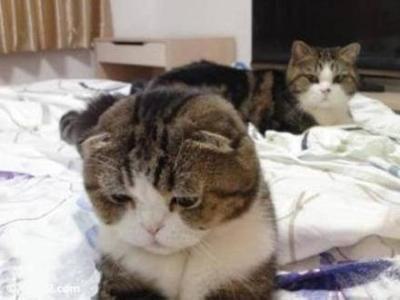 昔取った杵柄