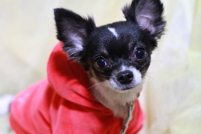 防寒の効果はあまりなし……犬に「服」って必要なの？ - ネタりか