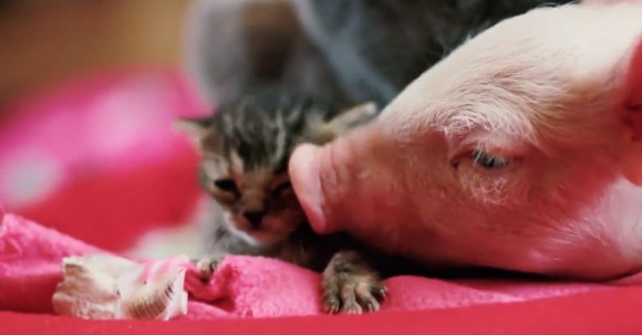ほんわかパッパが止まらない！同じ日に保護された子猫と子ブタが初めての大親友に