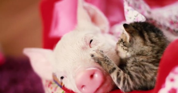 ほんわかパッパが止まらない！同じ日に保護された子猫と子ブタが初めての大親友に